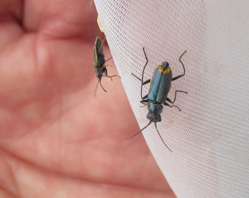 Réf. 283 412 : Clanoptilus elegans